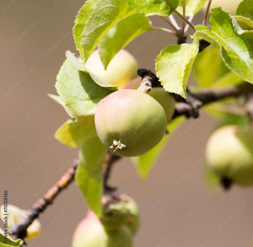 ripe apples on the tree in nature ripe apples on the tree in nature