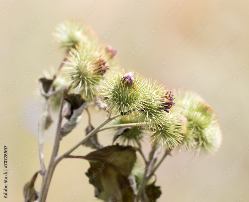 flower bud on a prickly plant