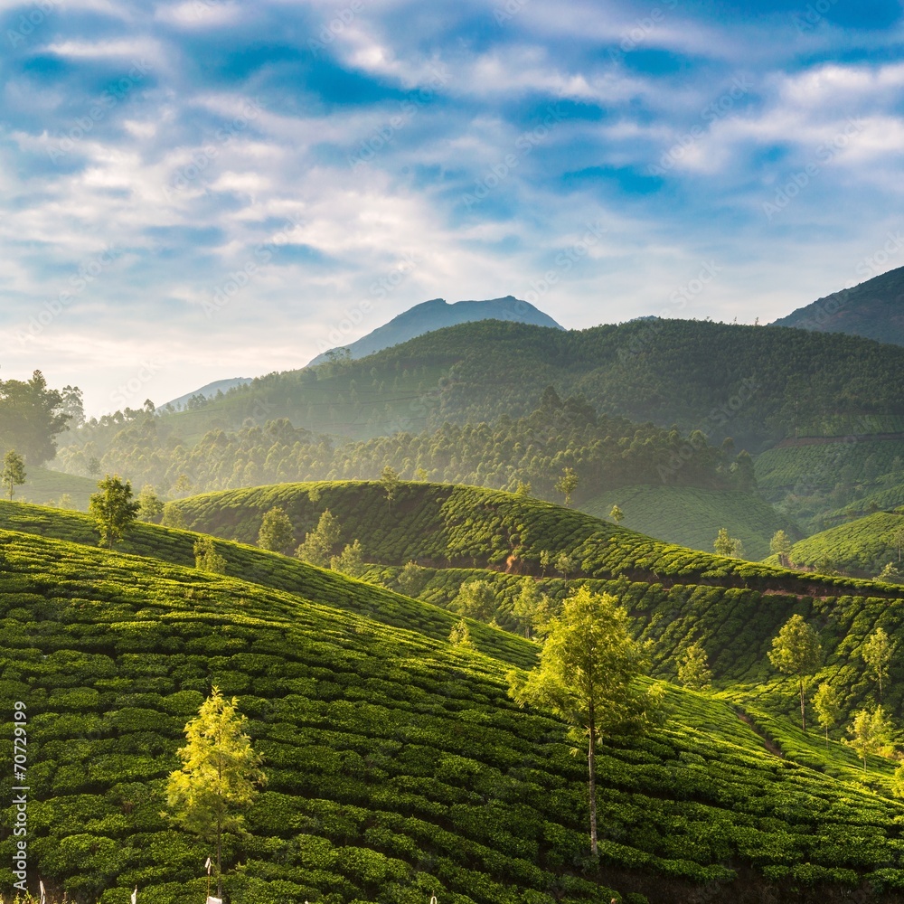Obraz premium Tea plantations.Kerala.India
