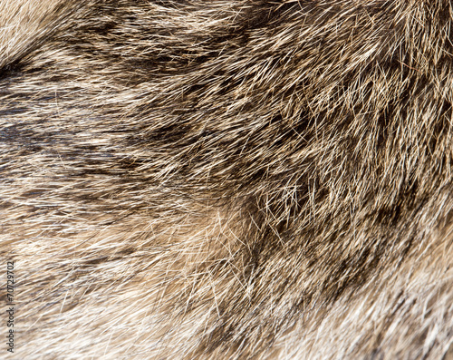 background of the dog's coat