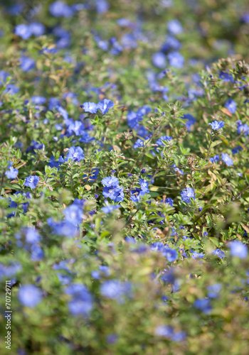 Green Alkanet - Pentaglottis sempervirens