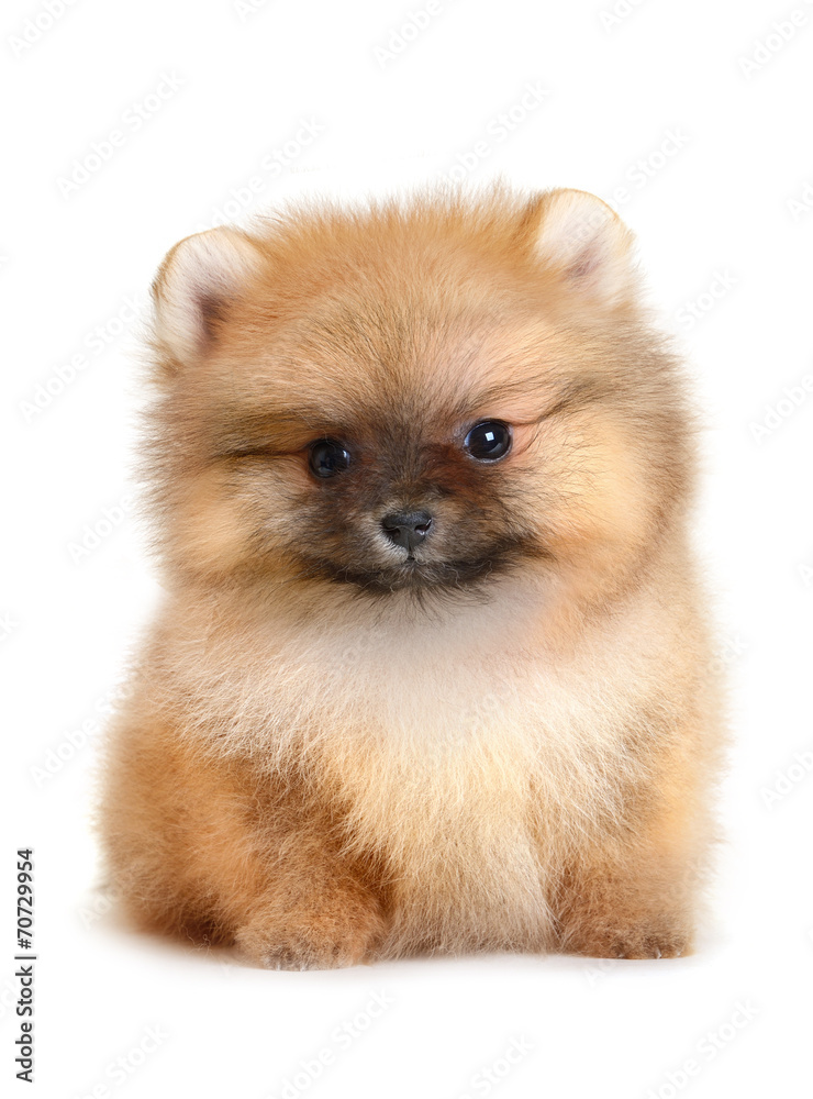 Obraz premium pomeranian puppy