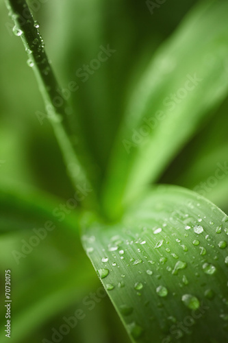 Water drops on an green yucca leaves