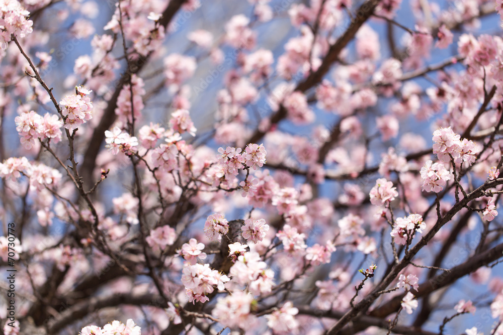 beautiful flowers on the tree in nature beautiful flowers on the tree in nature