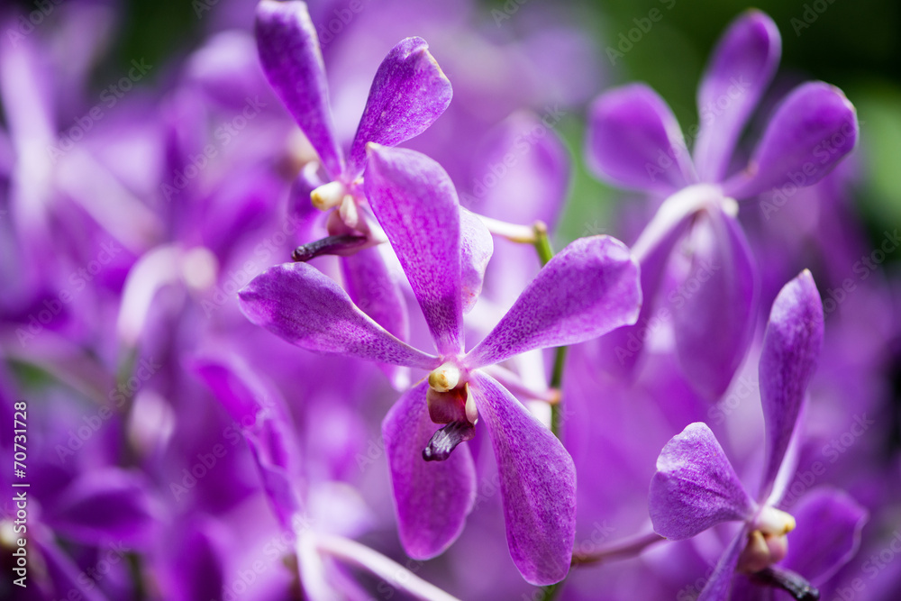Colourful orchid flowers on bright summer day Colourful orchid flowers on bright summer day