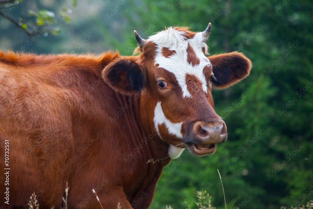 Cow in the mountains