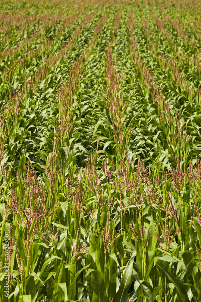 Fototapeta premium an agricultural field on which grow up corn