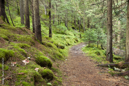 Track in wood