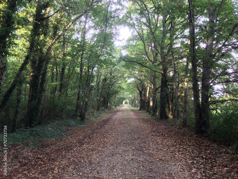 Fototapeta premium path under the trees