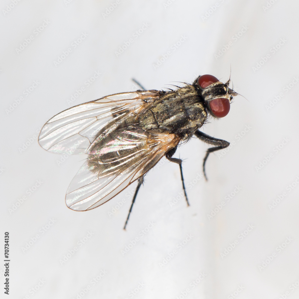 fly. close-up fly. close-up