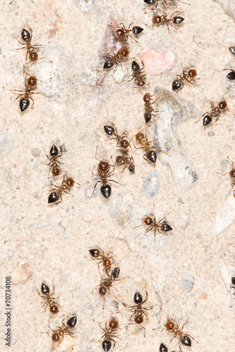 ants on the wall. close-up © schankz