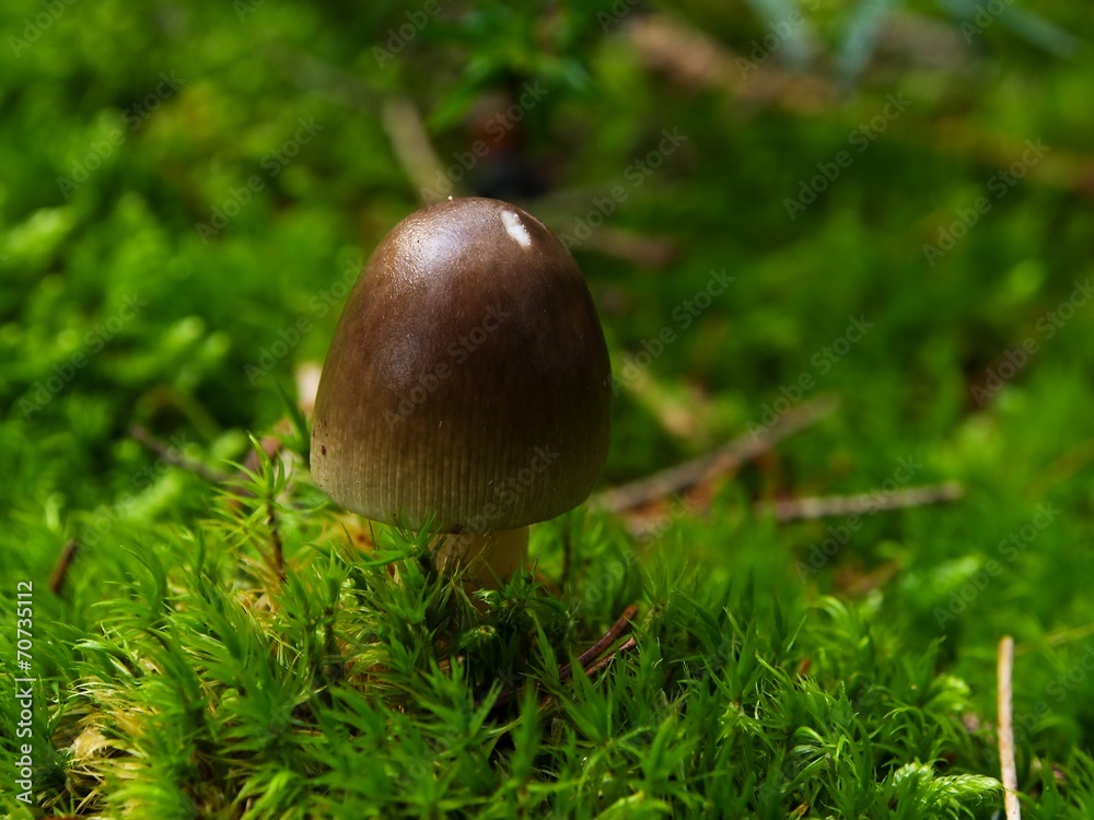 Small mushroom in the moss Small mushroom in the moss
