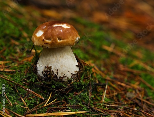 boletus bolete mushroom