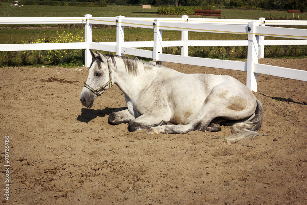 Fototapeta premium Resting horse
