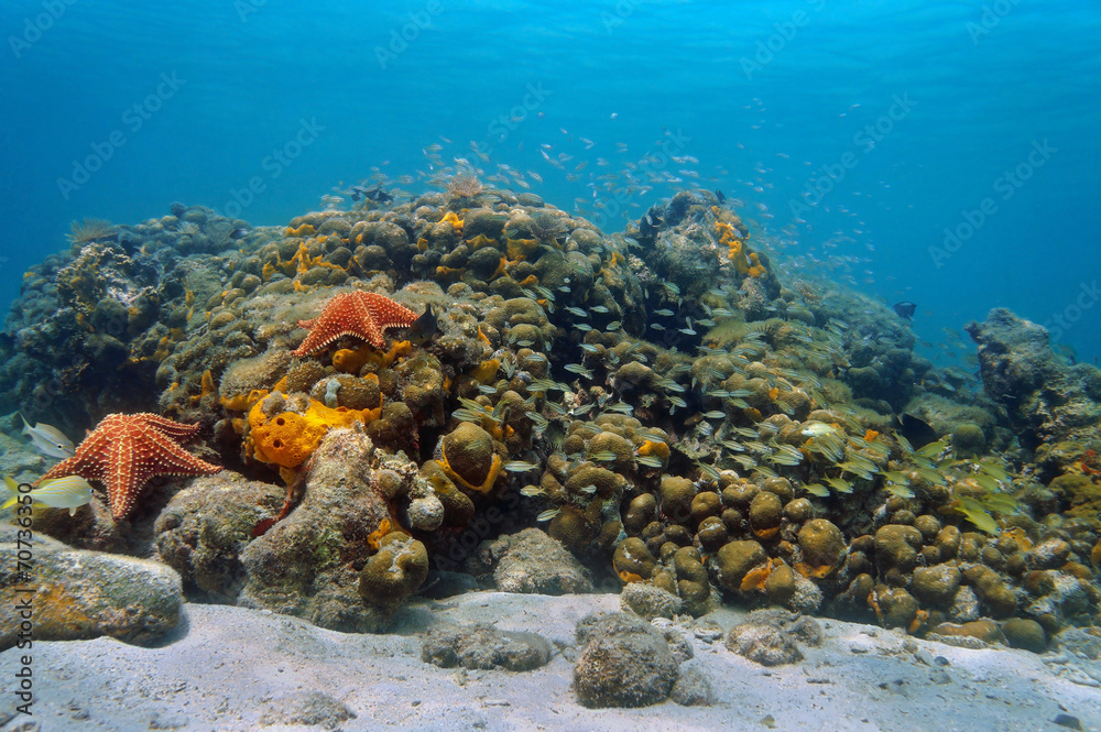 Underwater Caribbean coral reef and shoal of fish Underwater Caribbean coral reef and shoal of fish