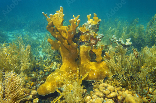 Underwater reef of Caribbean sea and Elkhorn coral