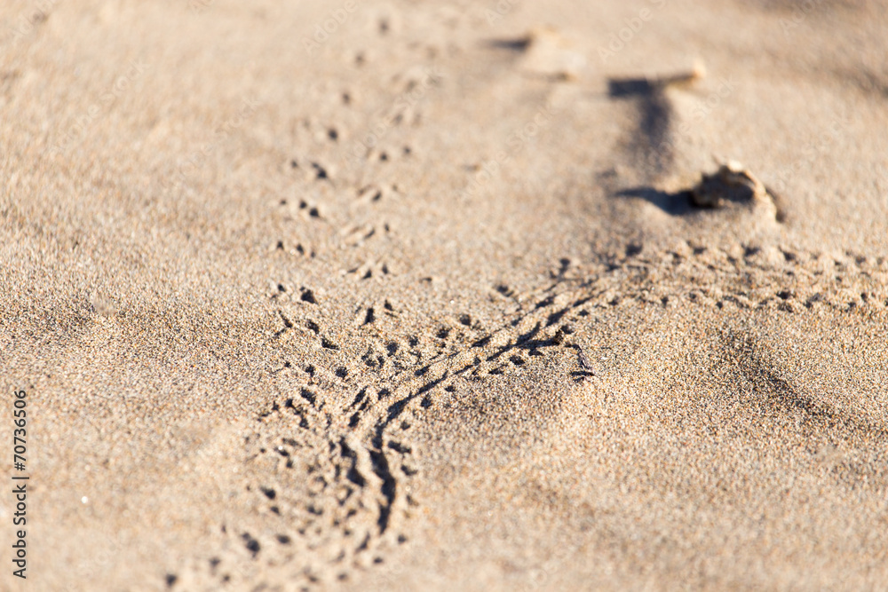 footprints in the sand lizard footprints in the sand lizard