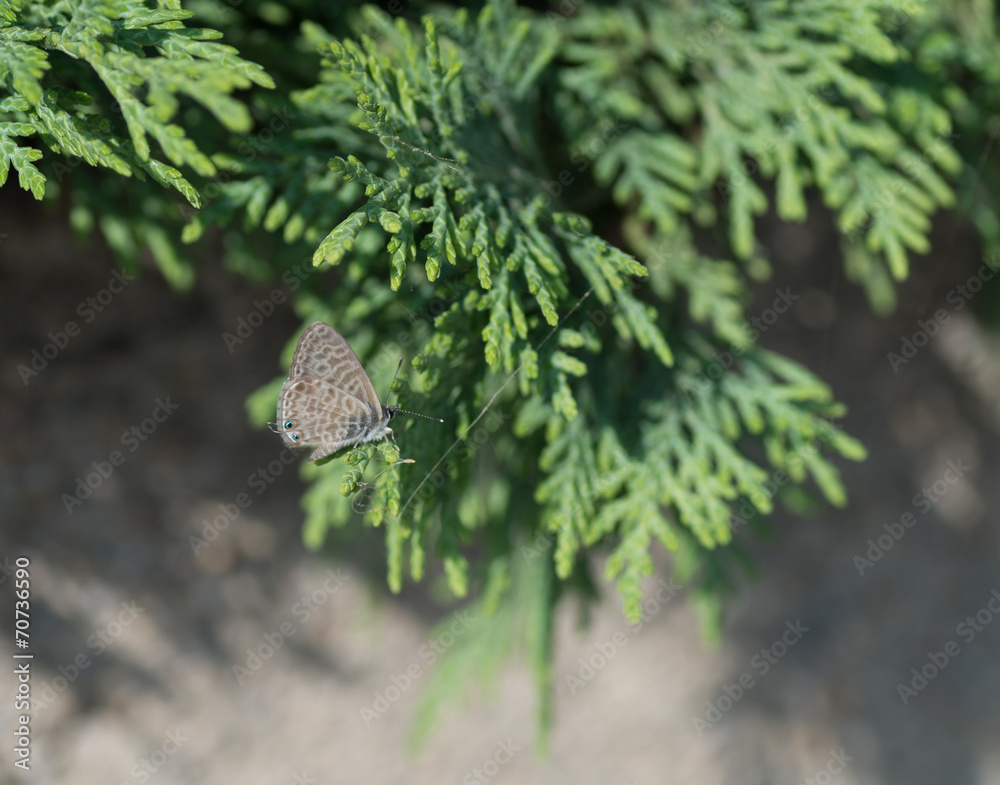 Obraz premium Papillon