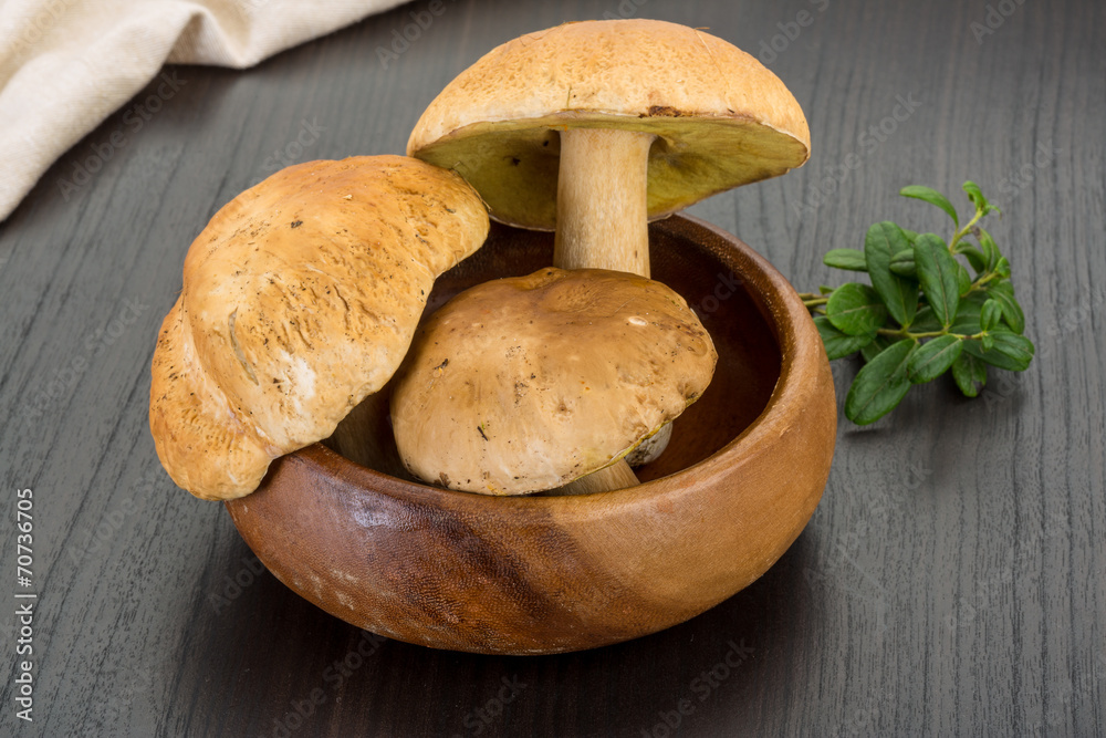 Boletus mushroom