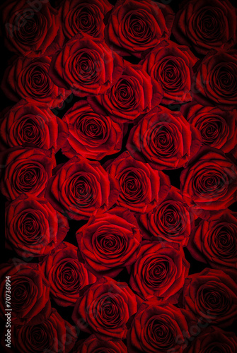 beautiful red roses background