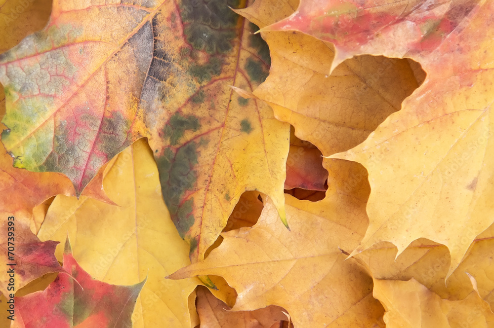 Autumn maple leaves background