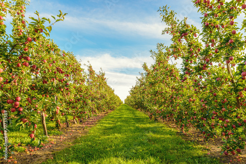 Rows of red apple trees