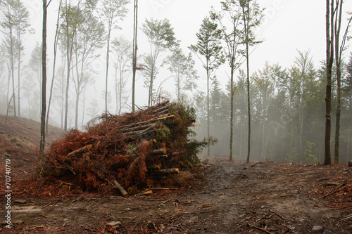 Forest harvesting