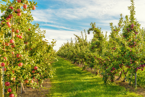 Rows of red apple trees
