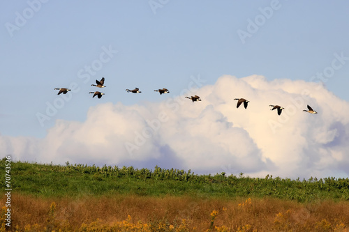 Canadian Geese in Flight © Delmas Lehman