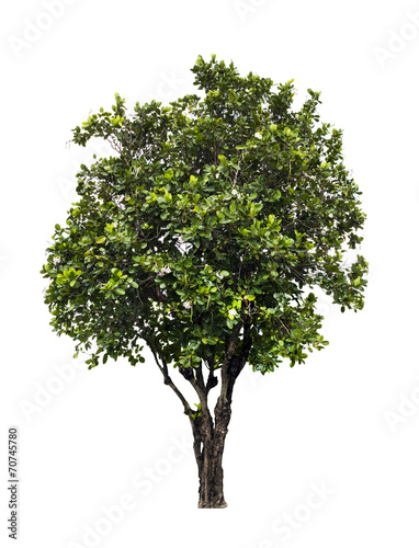 Tabebuia Pallida tree