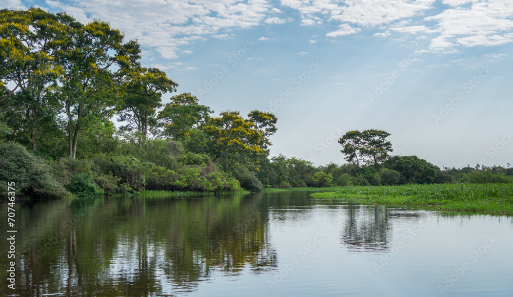 Brazilian Panantal and river Brazilian Panantal and river