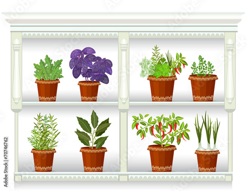 shelfs with collection of herbs in a flowerpots at home