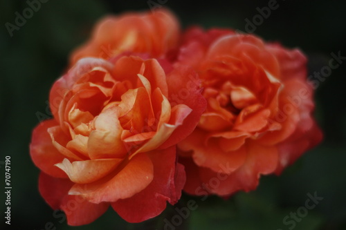 Closeup of three red roses