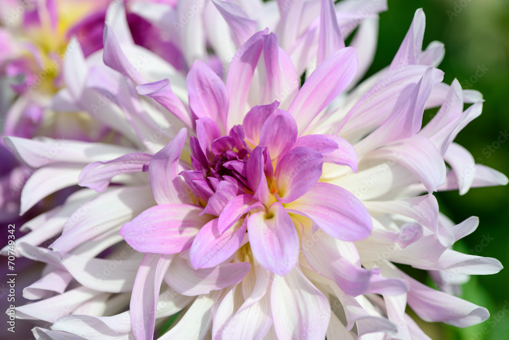 Pink dahlia Pink dahlia