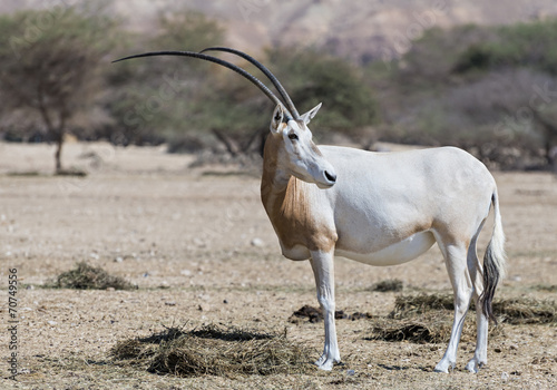 Sahara scimitar Oryx (Oryx leucoryx) in nature reserve