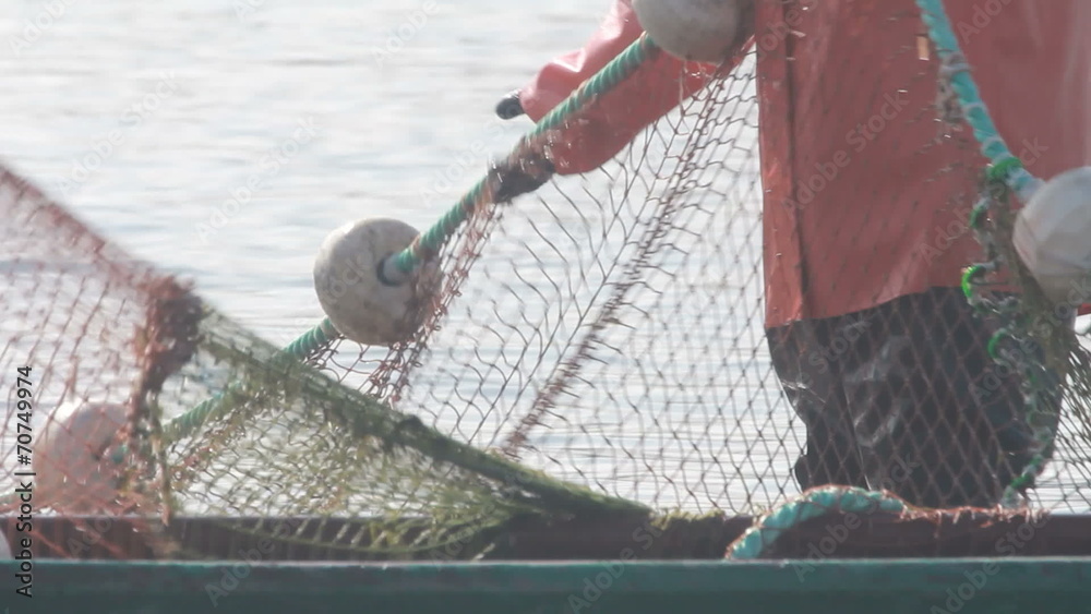 industrial catch salmon