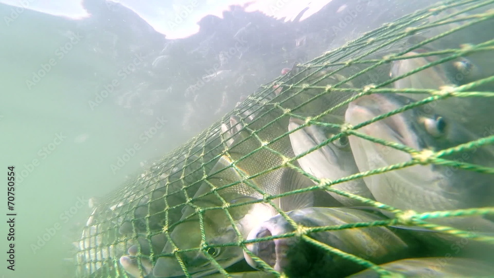 industrial catch salmon