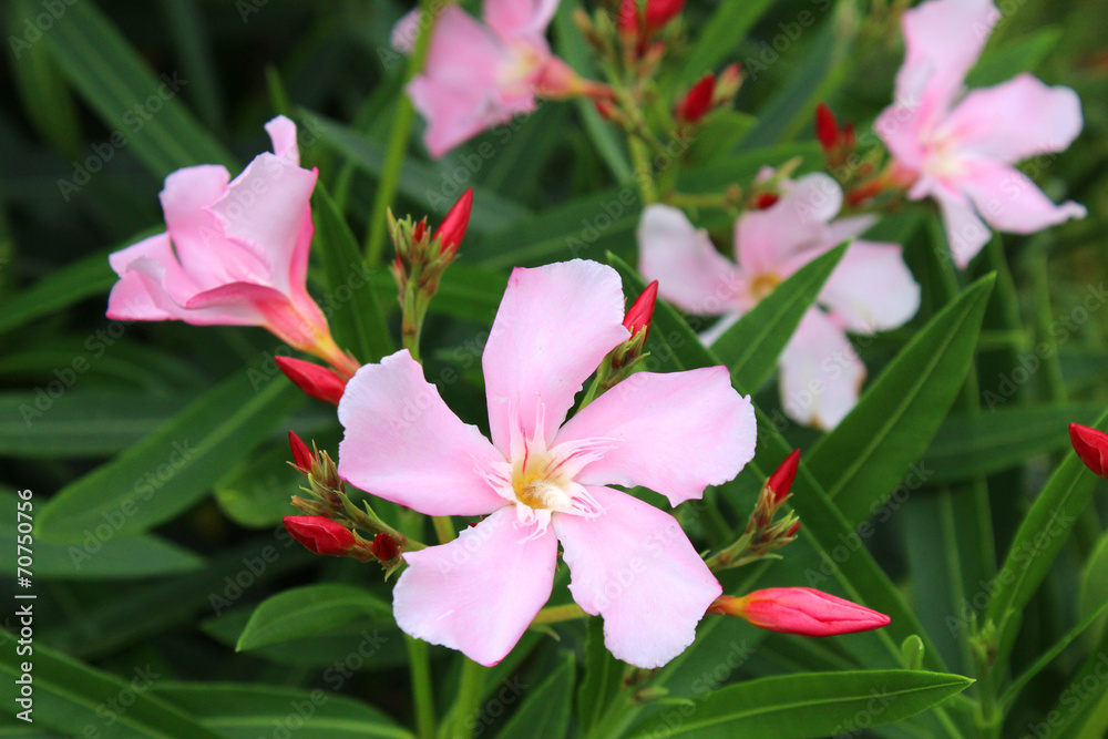 Fototapeta premium キョウチクトウ