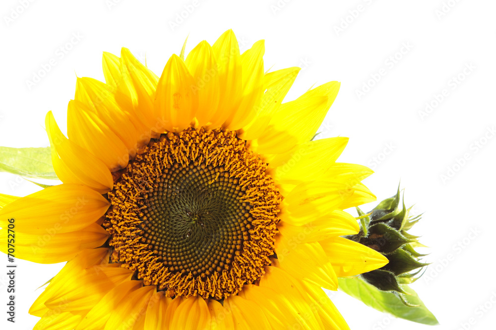 Fototapeta premium Sunflower