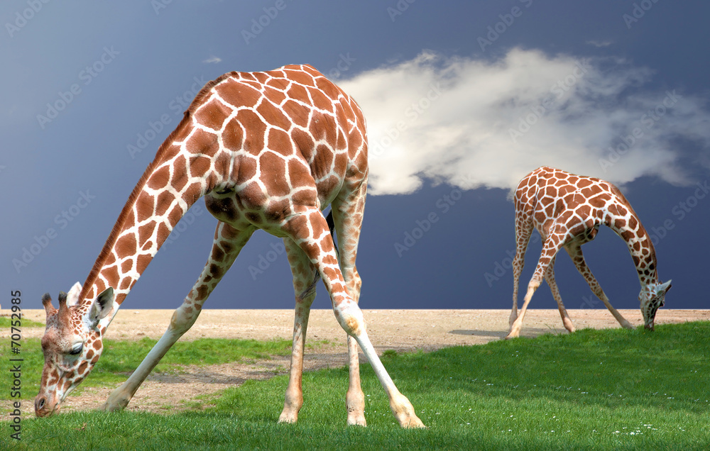 Giraffes bending - obrazy, fototapety, plakaty 