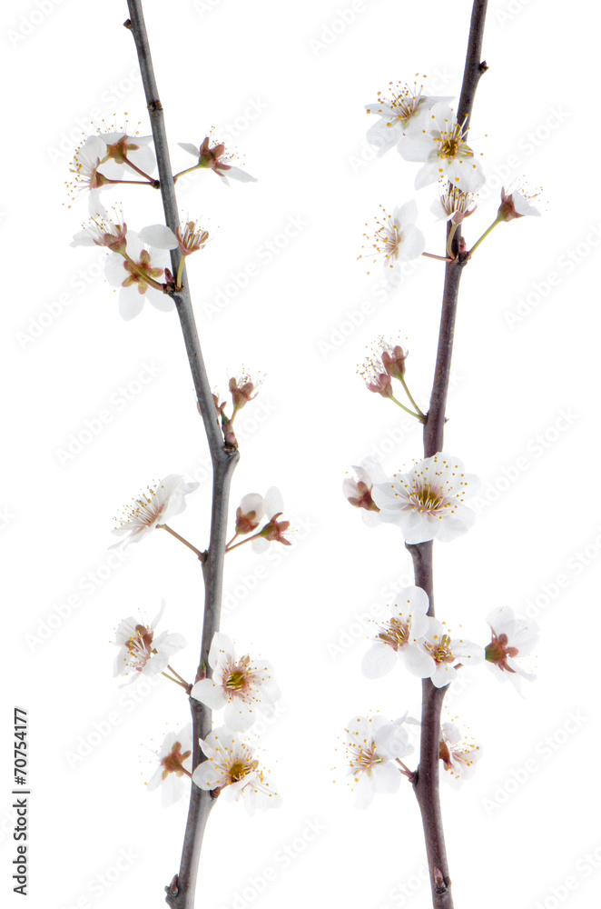 Spring cherry blossom,Closeup. Spring cherry blossom,Closeup.