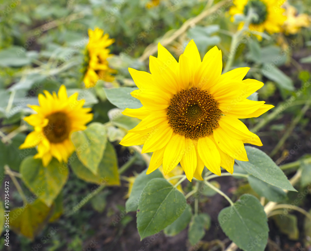 Blooming flower of a sunflower in the garden Blooming flower of a sunflower in the garden