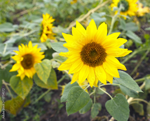 Blooming flower of a sunflower in the garden