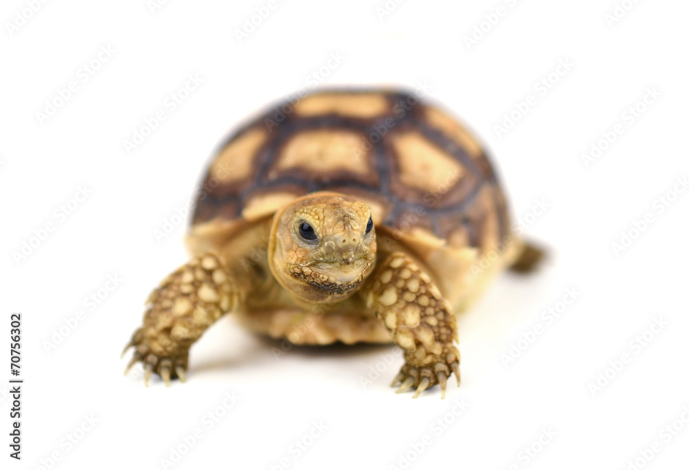 Naklejka premium turtle on white background