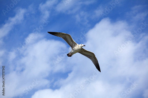 Seagull on blue sky