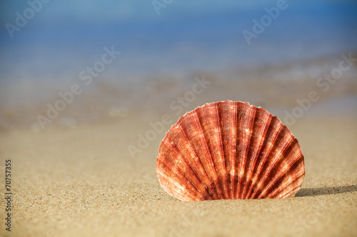 Seashell on the sand beach