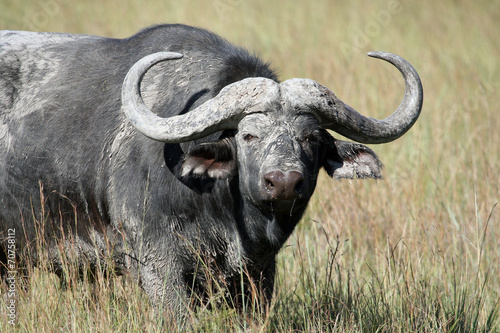 Cape Buffalo (Syncerus caffer), Eastern Cape, Буйвол. Бык