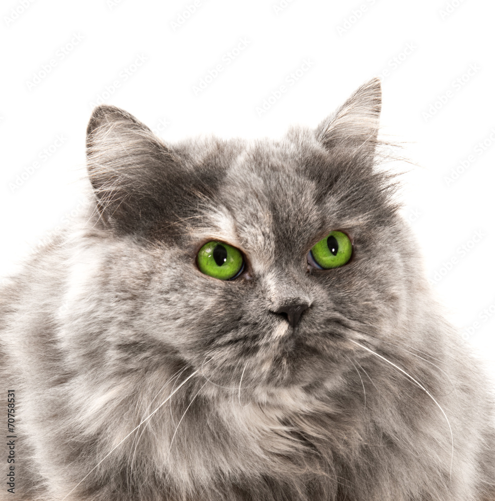 gatto siberiano occhi verdi