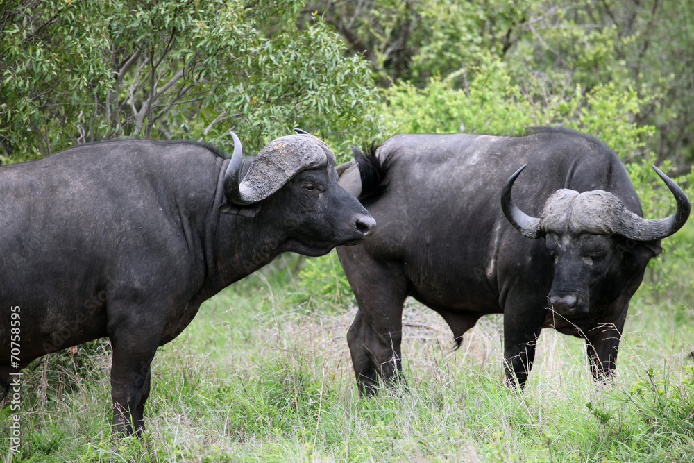 Cape Buffalo (Syncerus caffer), Kruger National Park,Буйвол. Бык Cape Buffalo (Syncerus caffer), Kruger National Park,Буйвол. Бык