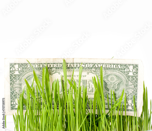 Bills in the green grass, finance concept. Growing money . The photo